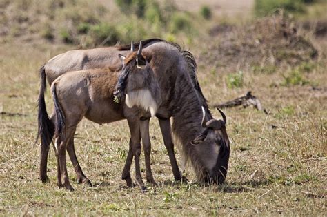 Wildebeest | Flickr