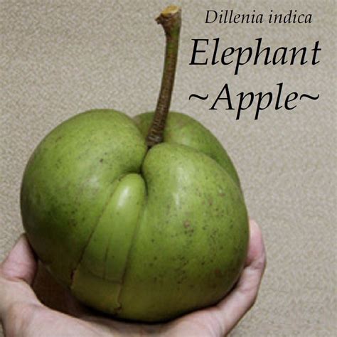 Polynesian Produce Stand : ~ELEPHANT APPLE~ Dillenia Indica Hondapara ...