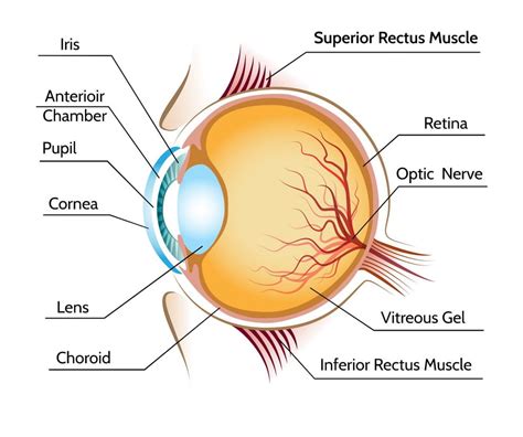 Human Eye Diagram Labeled