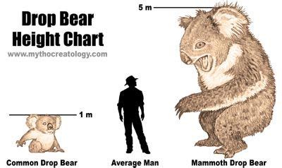 Drop Bears | Drop bear, Drop, Australian slang