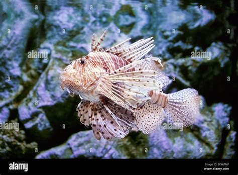 Toxic fish lionfish can only release venom when something strikes its ...