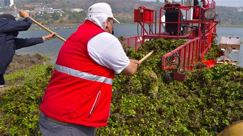 Retiran 50 Toneladas De Lirio Acuático De La Presa Madín Atizapán