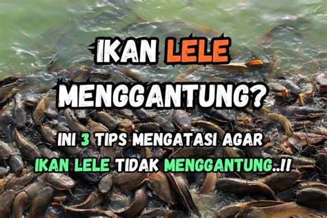 3 Tips Agar Ikan Lele Tidak Menggantung Mengatasi Masalah Kesehatan