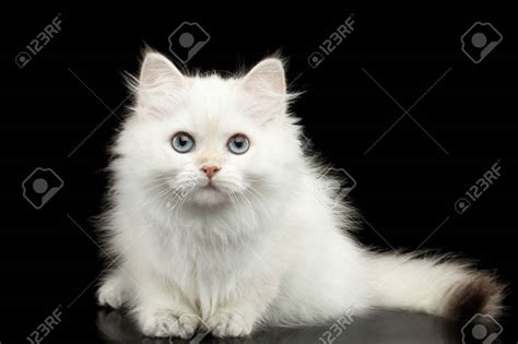 Descubre la Raza de Gato Blanco con Ojos Azules Más Increíble