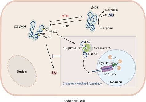 Chaperone Mediated Autophagy Regulates Enos Uncoupling In