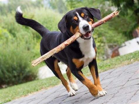 Entlebucher Mountain Dog Info, History, Temperament, Training, Puppy ...