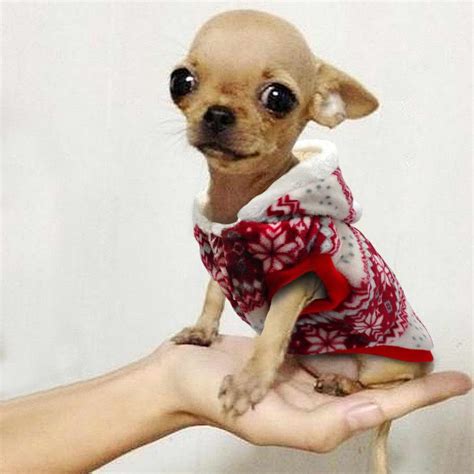 Chihuahua Clothes XS