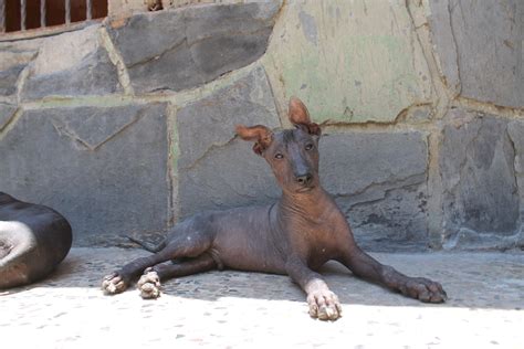 Ezekiel El Xoloitzcuintle Es Oficialmente Registrado Como Un