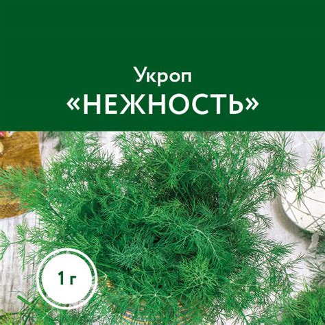Укроп – Овощи – Семена – купить саженцы оптом и в розницу – питомник ...