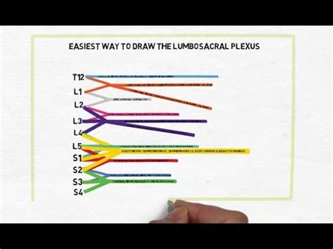 Easy Way To Draw The Lumbosacral Plexus Youtube