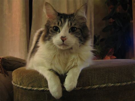 Precious Pussy Of The Month And Her Magnificent Mommy GO Magazine