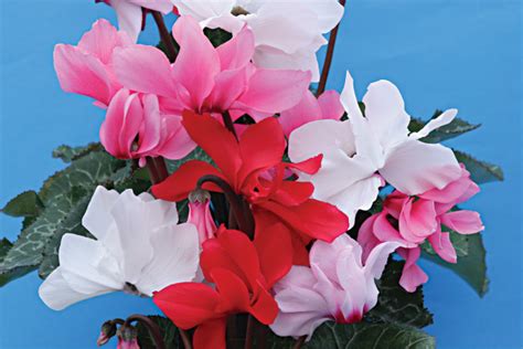 Цикламен персидский многолепестковый