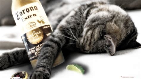 Fondos de pantalla de gatos graciosos - FondosMil