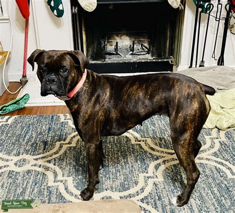 Beautiful Brown Brindle Boxer - Stud Dog in Sacramento , Australia