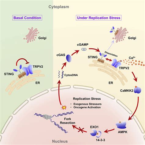 Cytosolic Dna Sensing By Cgas Sting Promotes Trpv2 Mediated Ca2 Release To Protect Stressed