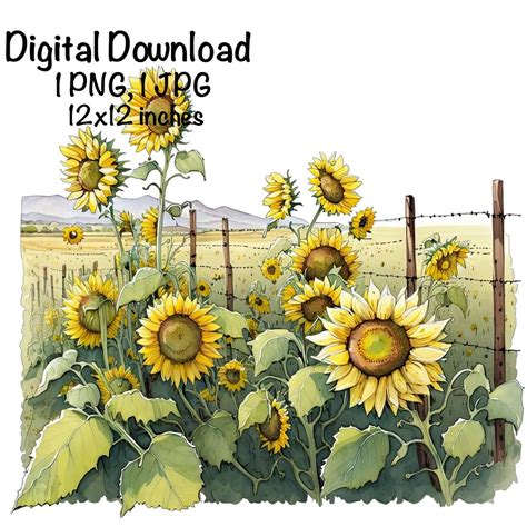 Sunflower Field Watercolor Field Farm Flowers Field Clipart Art ...