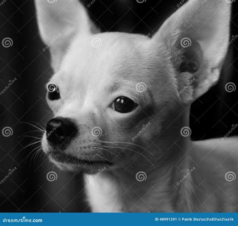 White puppy of chihuahua stock image. Image of animal - 48991291