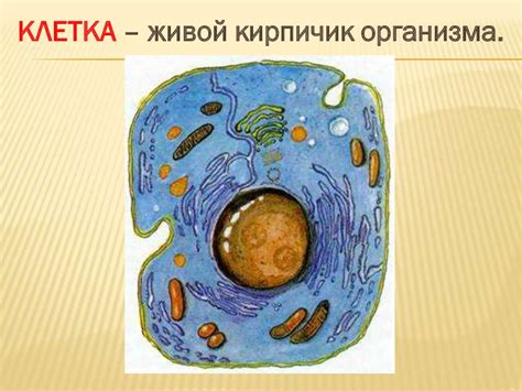 Строение животной клетки. 7 класс - презентация онлайн