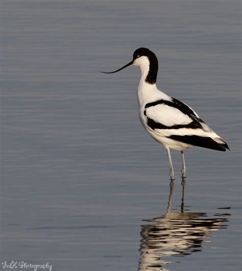 Vroege Vogels Foto Vogels Kluut