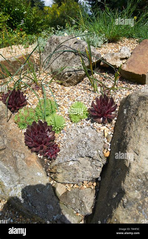 Echeveria Black Prince Stock Photo Alamy