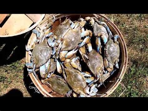 Jake Phelps Trotline Crabbing Monster Stone Hard Black Crabs Youtube