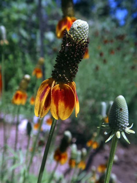 Mexican Hat Aka Upright Cone Flower Daggawalla Seeds