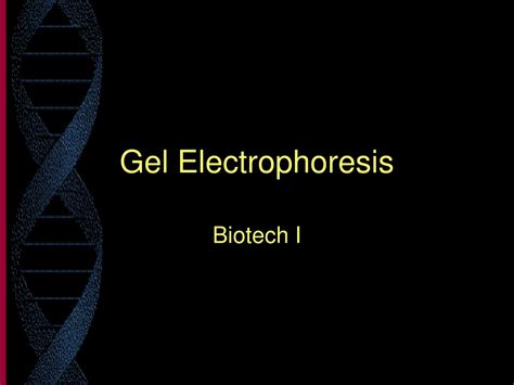 Ppt Gel Electrophoresis Powerpoint Presentation Free Download Id5661256