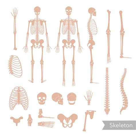 Anatomie Des Menschlichen Skeletts Vektorgrafik Lizenzfreie Grafiken