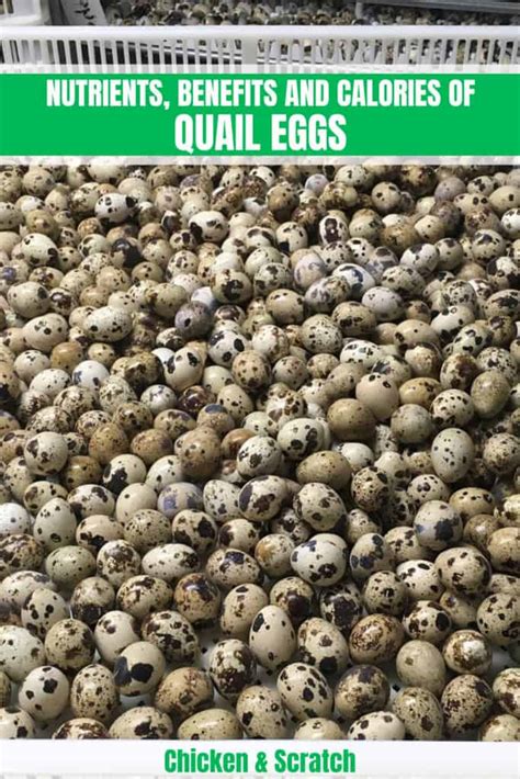 Quail Eggs: Nutrients, Benefits, Calories