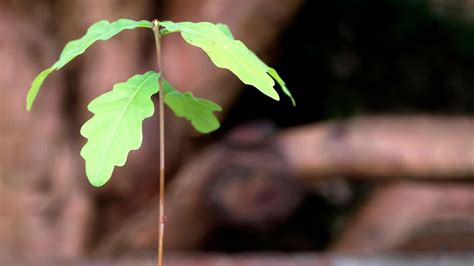 How To Plant An Acorn To Grow An Oak Tree Easy Steps