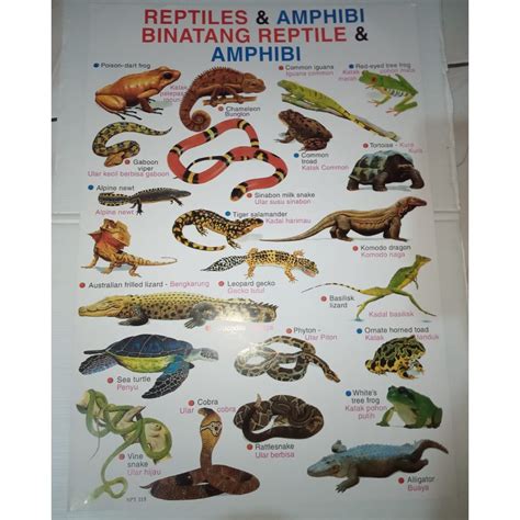 Jual Poster Tema Hewan Hewan Reptil Dan Amphibi Indonesiashopee