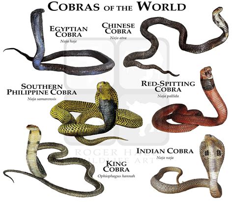 Cobras Of The World Print – Poster | Canvas Wall Art Print | Animal