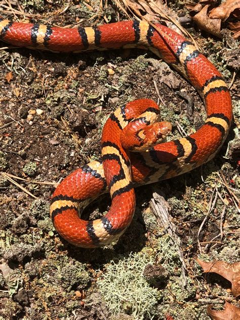 29 Vivid Red Snakes in The World (with Pictures)