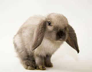 Successfully Breeding Mini Lop Rabbit | Breeding Rabbits