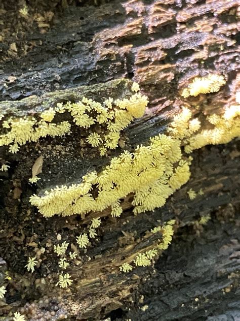 Honeycomb Coral Slime Mold In August 2023 By Jim INaturalist