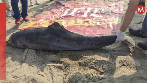 Aparece Delfín Muerto En Playa De Coatzacoalcos Grupo Milenio