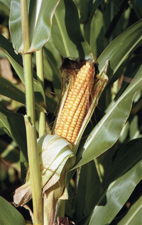 le mais passion cereales