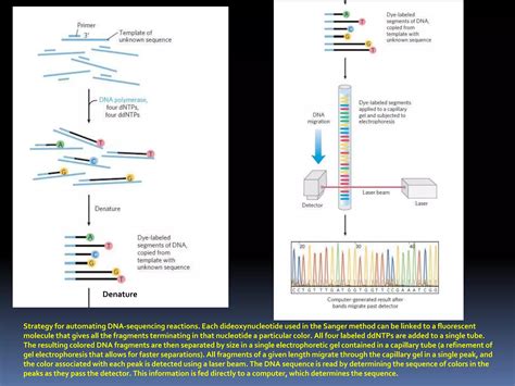 Ribosomal Rna Sequencing Ppt