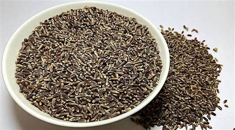 New Introducing Black Wheat – Adinath Agro Industries