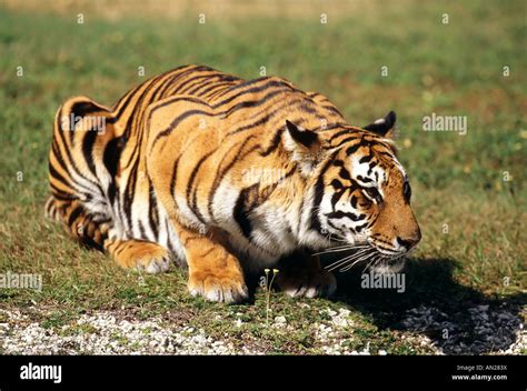 Bengal Tiger Bengaltiger Stock Photo Alamy