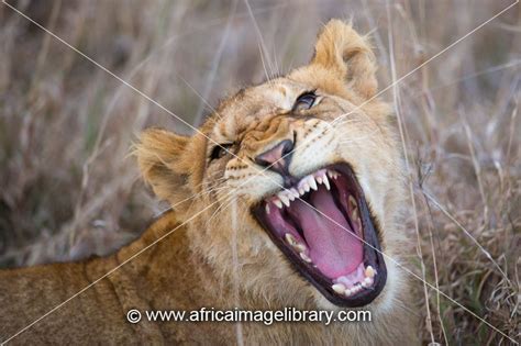 Photos And Pictures Of Lion Cub Yawning Panthero Leo Sabi Sand Game