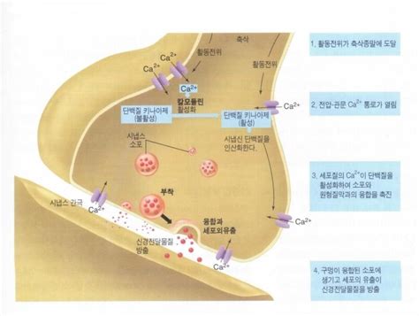 시냅스간의 연결 네이버 블로그