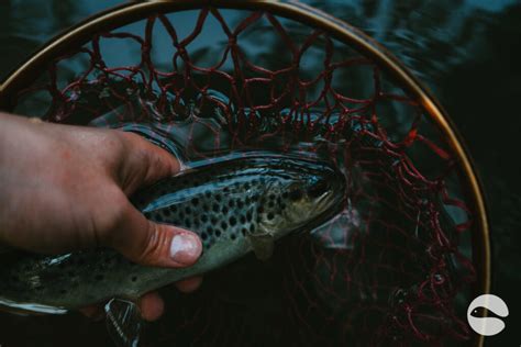 Magical trout river | Blog | Trout and Stream