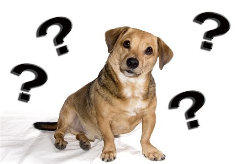 How Do Dogs Think and Feel – And Do They Reason? - Simply For Dogs