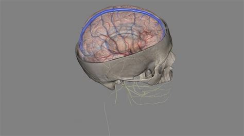 El Seno Sagital Superior Dentro De La Cabeza Humana Es Un área No Emparejada A Lo Largo Del