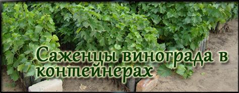 Персональный сайт - Саженцы винограда в контейнерах