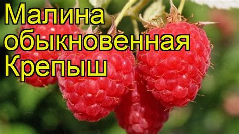 Малиновое Дерево Крепыш Описание Сорта Фото Отзывы – Telegraph