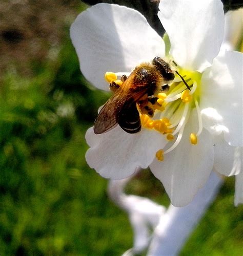Free picture: honey, bee, collects, nectar, flower