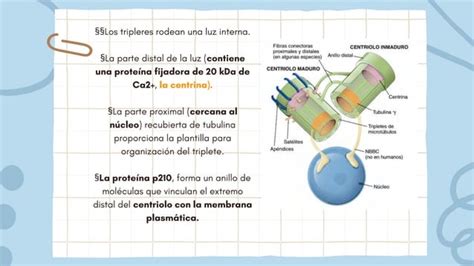 Centriolos Y Lisosomas Caracteristicas Y Funcion Ppt