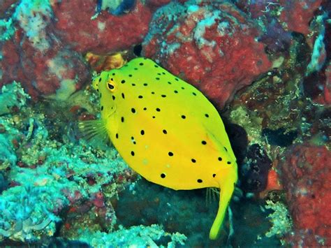 Yellow boxfish - Moalboal Reef Species